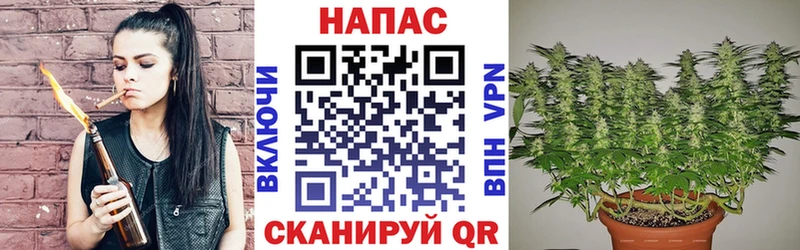 Конопля гибрид  Венёв 